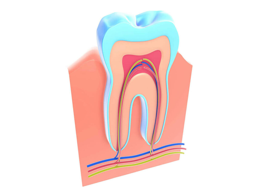 Cross section of a tooth and it's nerves